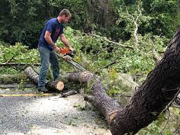 Best Root Management and Removal  in Lake Elsinore, CA