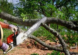 How Our Tree Care Process Works  in  Lake Elsinore, CA