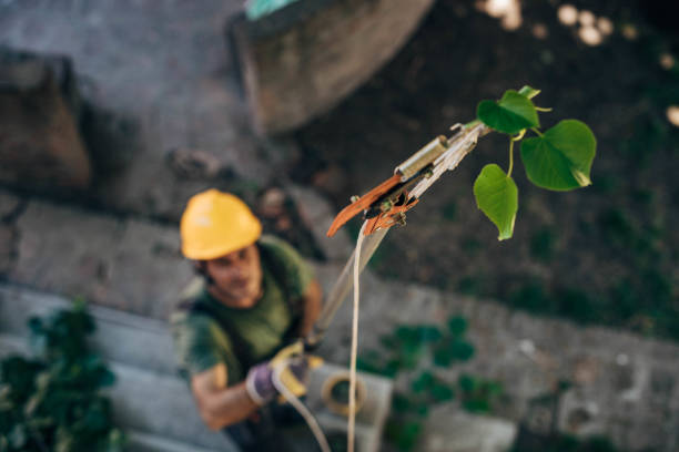 Best Hedge Trimming  in Lake Elsinore, CA