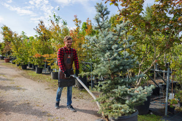 Best Lawn Maintenance Plans  in Lake Elsinore, CA