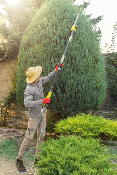 Best Tree Maintenance Programs  in Lake Elsinore, CA