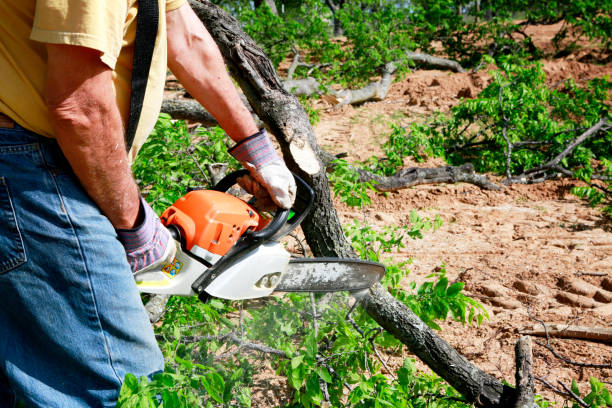 Best Tree Health Inspection  in Lake Elsinore, CA