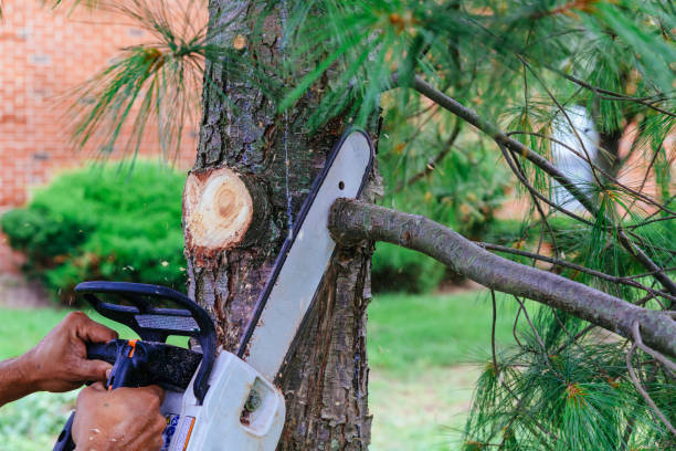 Best Fruit Tree Pruning  in Lake Elsinore, CA